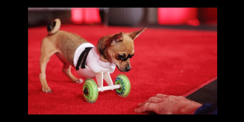 Innovation, Tiny Mics, A Dog In A 3-D Printed Wheelchair > It’s TED, For Pets