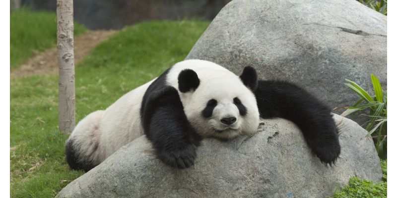 Google Panda 4.2 Rolling Out Now, Affecting 2-3% of Queries