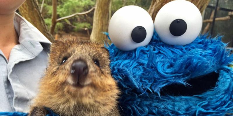 How Cookie Monster Is Nailing This Brand Thing And What Marketers Can Learn